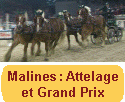 Le Jumping International de Malines