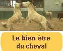 Le bien-être du cheval