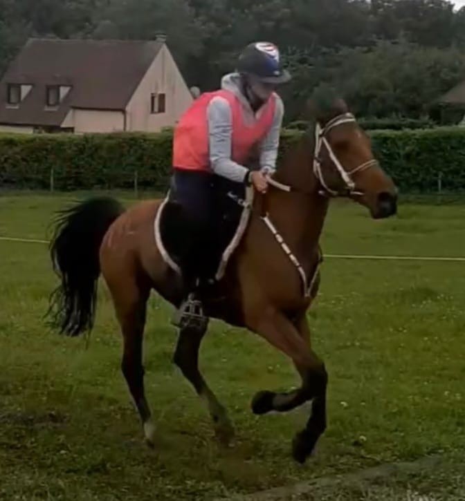 Louna Schuiten - Eljaz de Kerrougant - CEI 3* - 160 KM Fleurines 31-05-2024 @LEWB Endurance