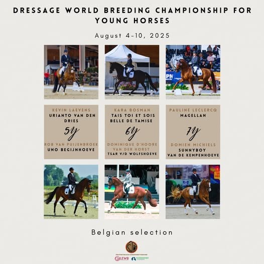 Sélection belge pour les Championnats du monde des jeunes chevaux de dressage 2025 à Verden @Equibel
