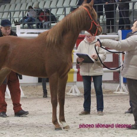 Concours Jeunes Chevaux Endurance 2018 @Léonard Liesens