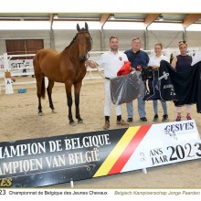 Championnat d'élevage chevaux de 2 ans Gesves 2023