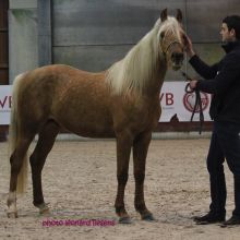 Concours Jeunes Chevaux Endurance 2018 @Léonard Liesens