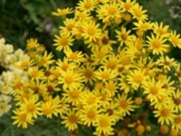 Séneçon de Jacob/Herbes de St Jacques