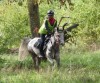 Karin Boulanger et Ghaliyah du Courtisot - CEI1* 100 km de Madine @Facebook PA